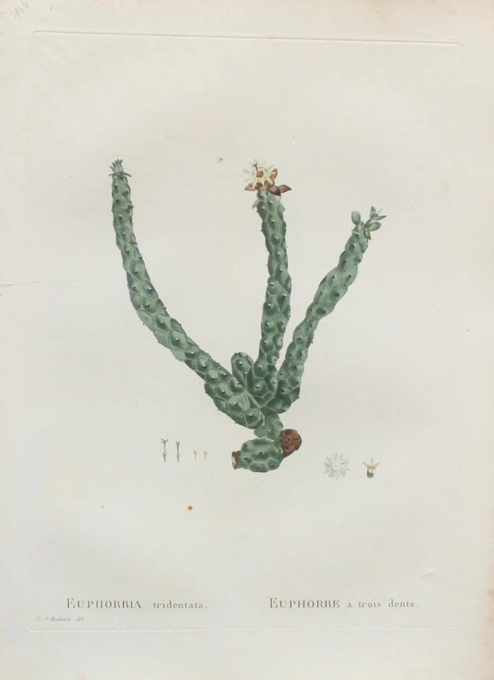 Euphorbia tridentata